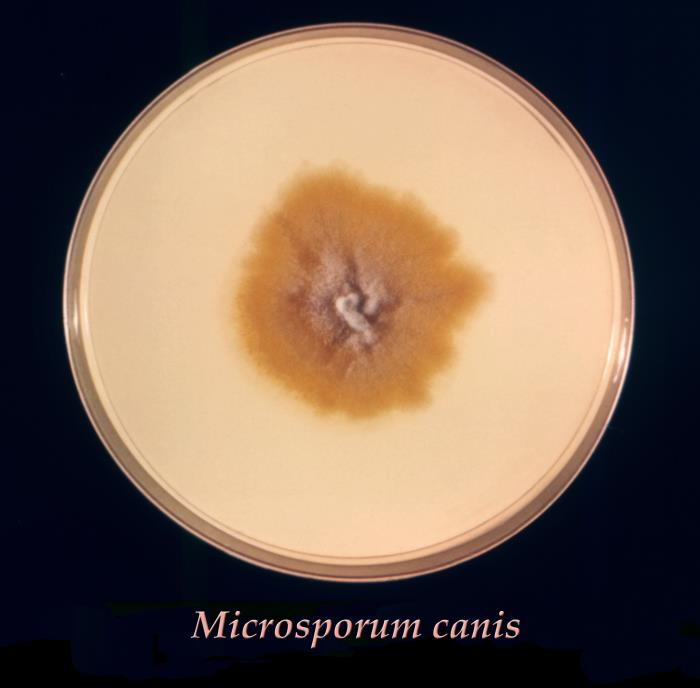 Colonia de Microsporum canis. CDC Public Health Image Library (PHIL).