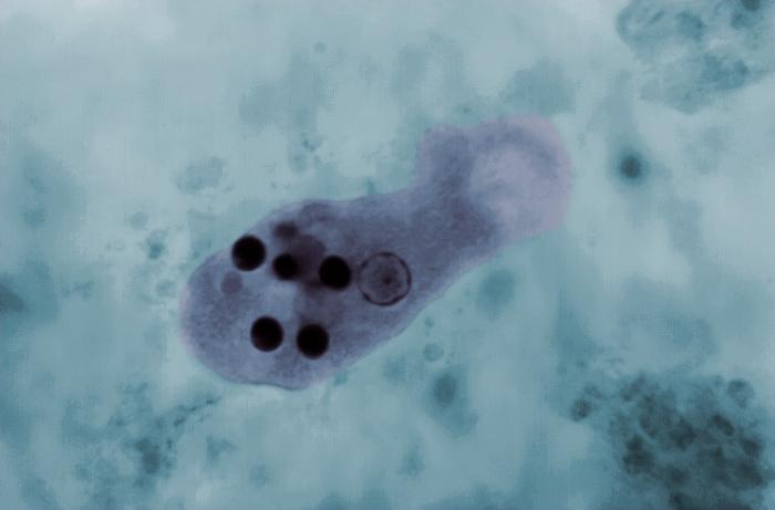 Trofozoíto de E. histolytica. CDC Public Health Image Library.