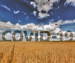 Fotografía de un campo de trigo con un cielo azul y nube y la leyenda COVID-19