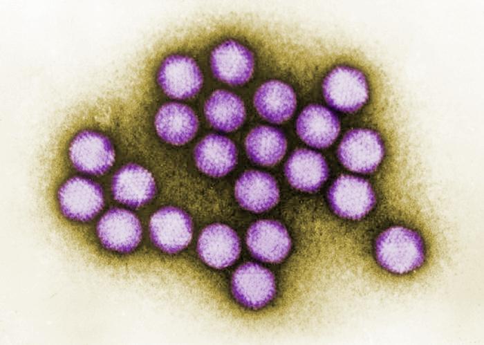 Adenovirus. CDC Public Health Image Library (PHIL).