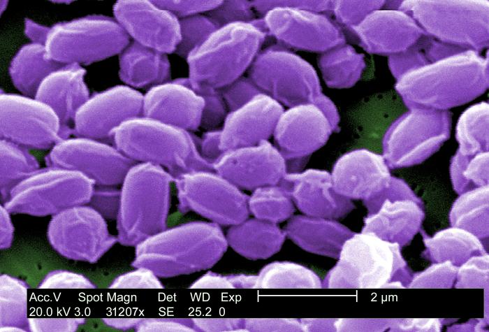 Bacillus anthracis. CDC Public Health Image Library (PHIL).