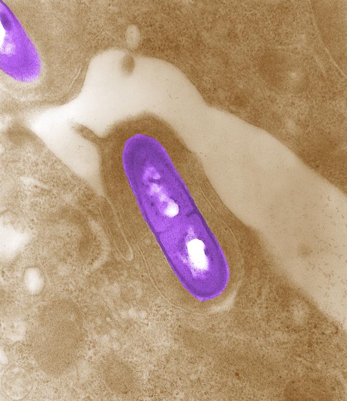 Listeria monocytogenes. CDC Public Health Image Library (PHIL).