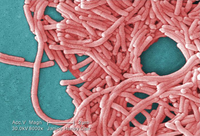 L. pneumophila. CDC Public Health Image Library (PHIL).