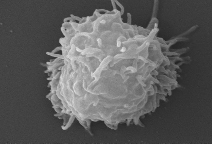 Trofozoíto de A. polyphaga