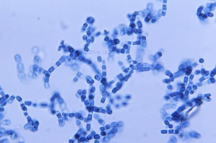Artroconidias de Coccidioides inmitis.