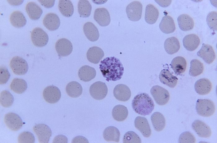 Plasmodium knowlesi. CDC Public Health Image Library (PHIL).
