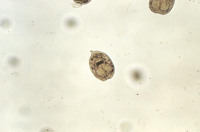 Protoescólices de Echinococcus sp. CDC Public Health Image Library (PHIL).