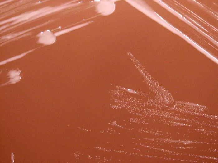 Colonias de B. abortus. CDC Public Health Image Library (PHIL).