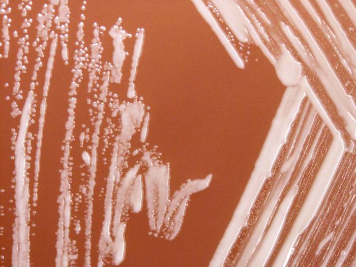 Colonias de B. canis. CDC Public Health Image Library (PHIL).