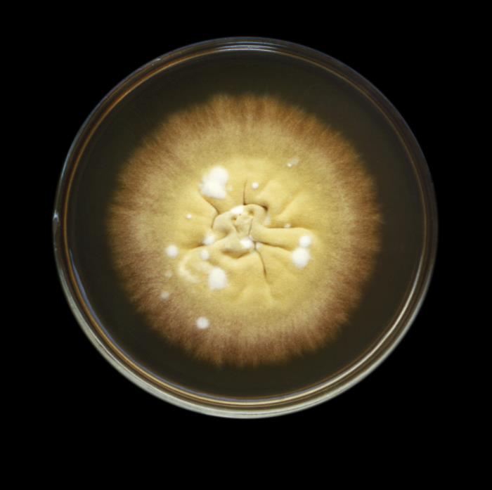 Colonia de E. floccosum. CDC Public Health Image Library (PHIL)