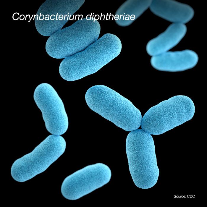 Corynebacterium diphtheriae. CDC Public Health Image Library (PHIL).