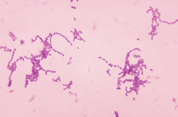 Streptococcus sp. CDC Public Health Image Library (PHIL).