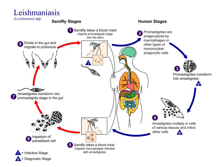 Ciclo de vida de Leishmania spp. CDC Public Health Library (PHIL).