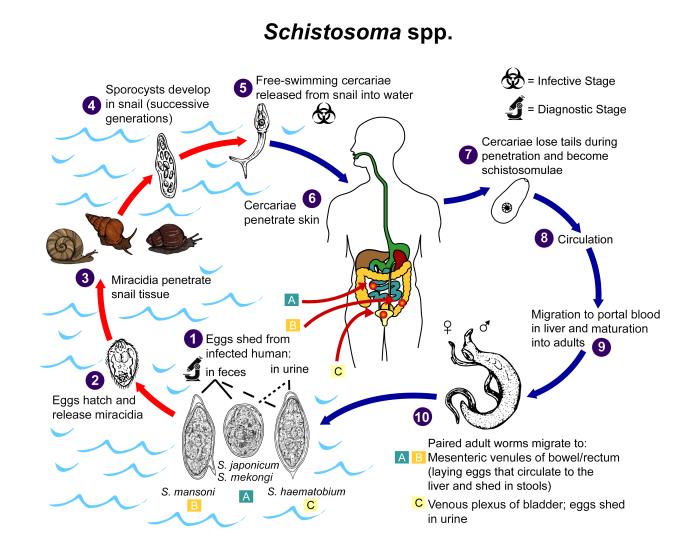 Ciclo de Schistosoma spp. CDC Public Health Image Library (PHIL).