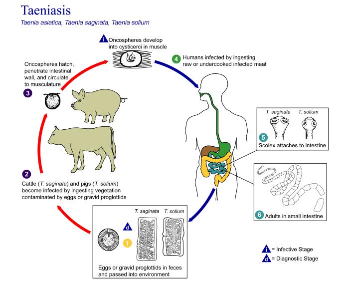 Ciclo de vida de Taenia saginata. CDC Public Health Image Library (PHIL).
