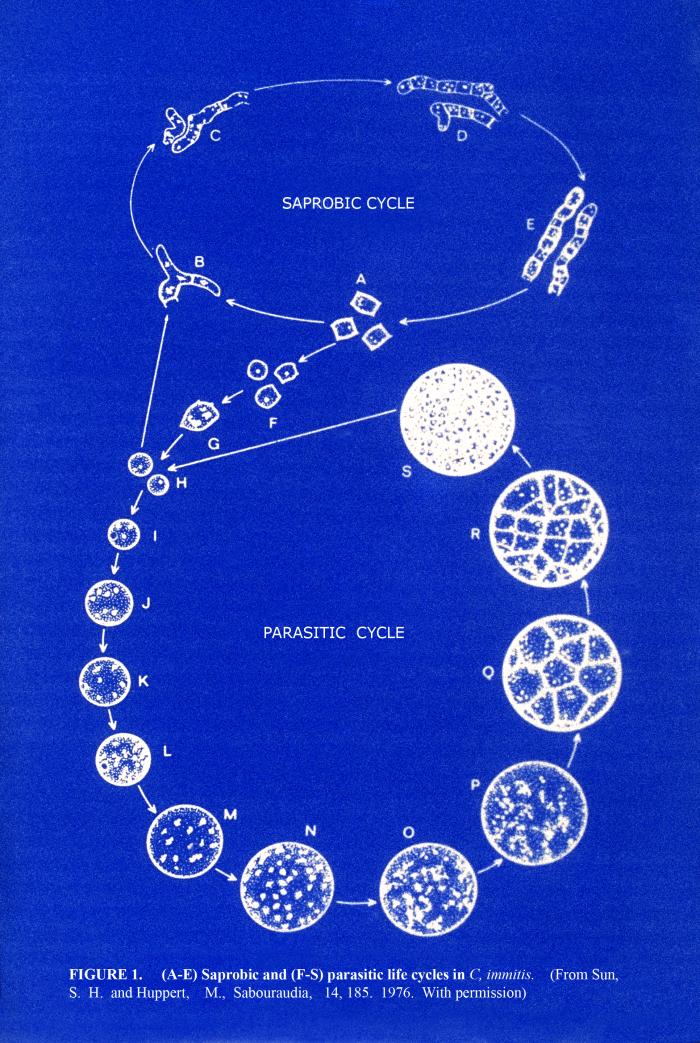Ciclo de Coccidioides immitis. CDC Public Health Image Library (PHIL).