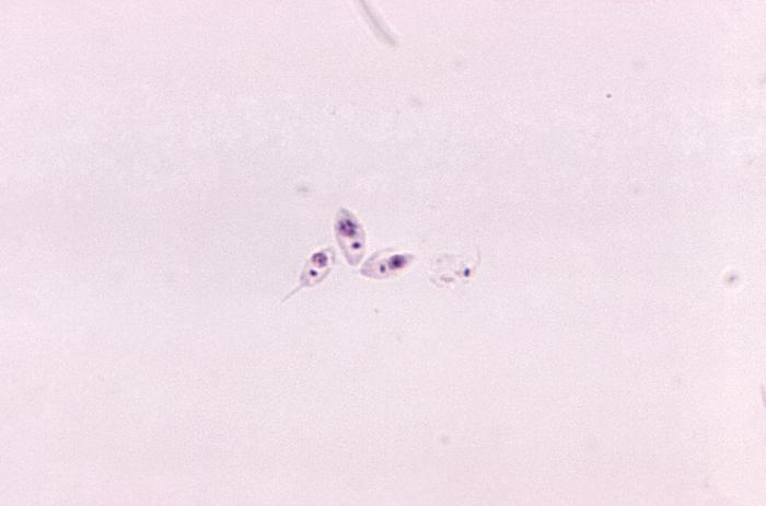 L. tropica. CDC Public Health Image Library (PHIL).