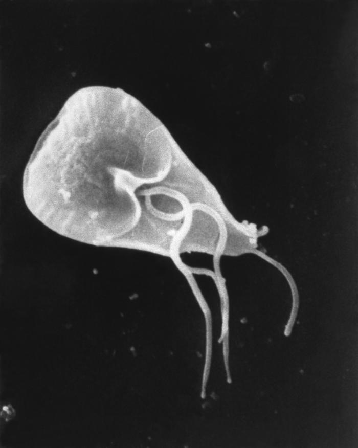 Trofozoíto de Giardia lamblia. CDC Public Health Image Library (PHIL).