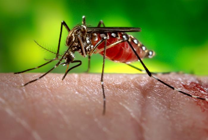 Hembra de mosquito de Aedes aegypti, uno de los vectores del virus de Zika. CDC Public Health Image Library (PHIL).