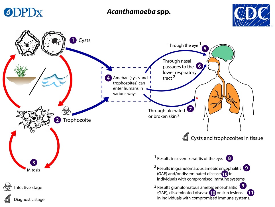 Ciclo de vida de Acanthamoeba spp. CDC Public Health Image Library (PHIL).