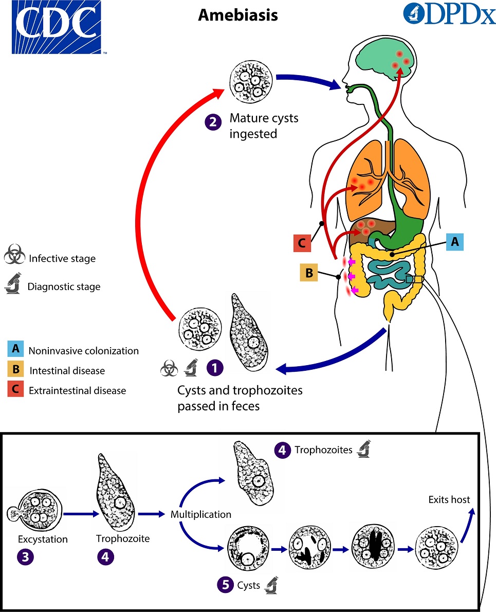 Ciclo de vida de E. histolytica. CDC Public Health Image Library.