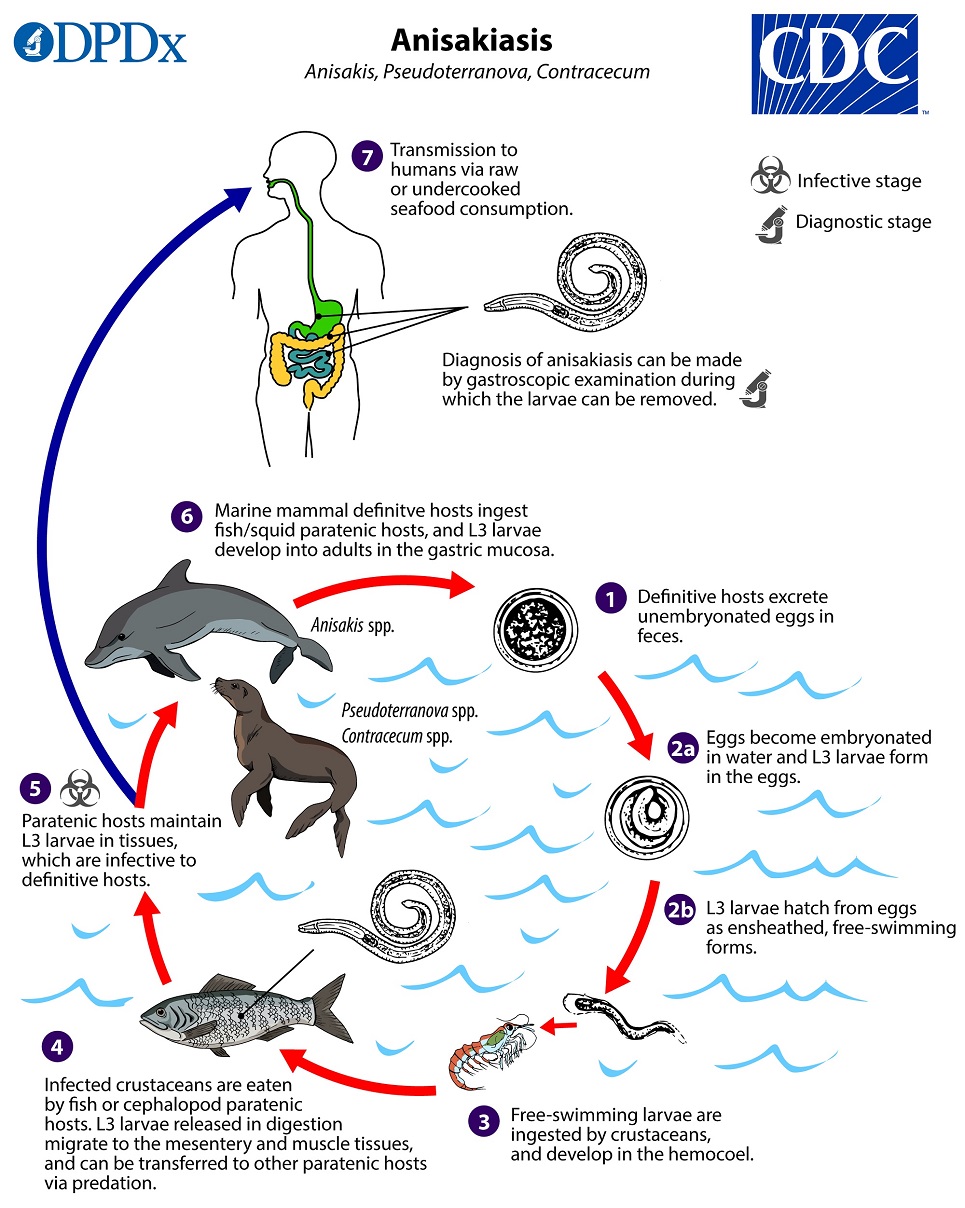 Ciclo de vida de Anisakis simplex. CDC Public Health Library (PHIL).