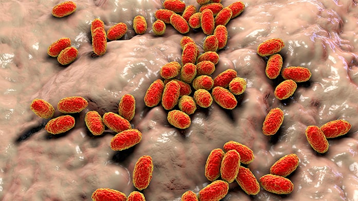 Ilustración de Bordetella spp.