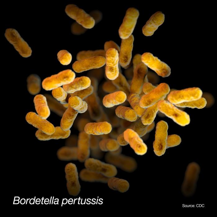 Ilustración de B. pertussis. CDC Public Health Image Library (PHIL). 