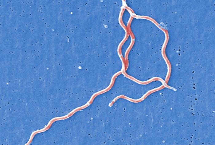 Borrelia burgdorferi. CDC Public Health Image Library (PHIL).