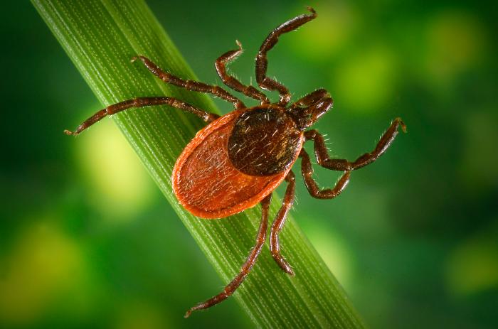 Ixodes pacificus. CDC Public Health Image Library (PHIL).