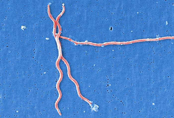 Borrelia duttonii CDC Public Health Image Library (PHIL).