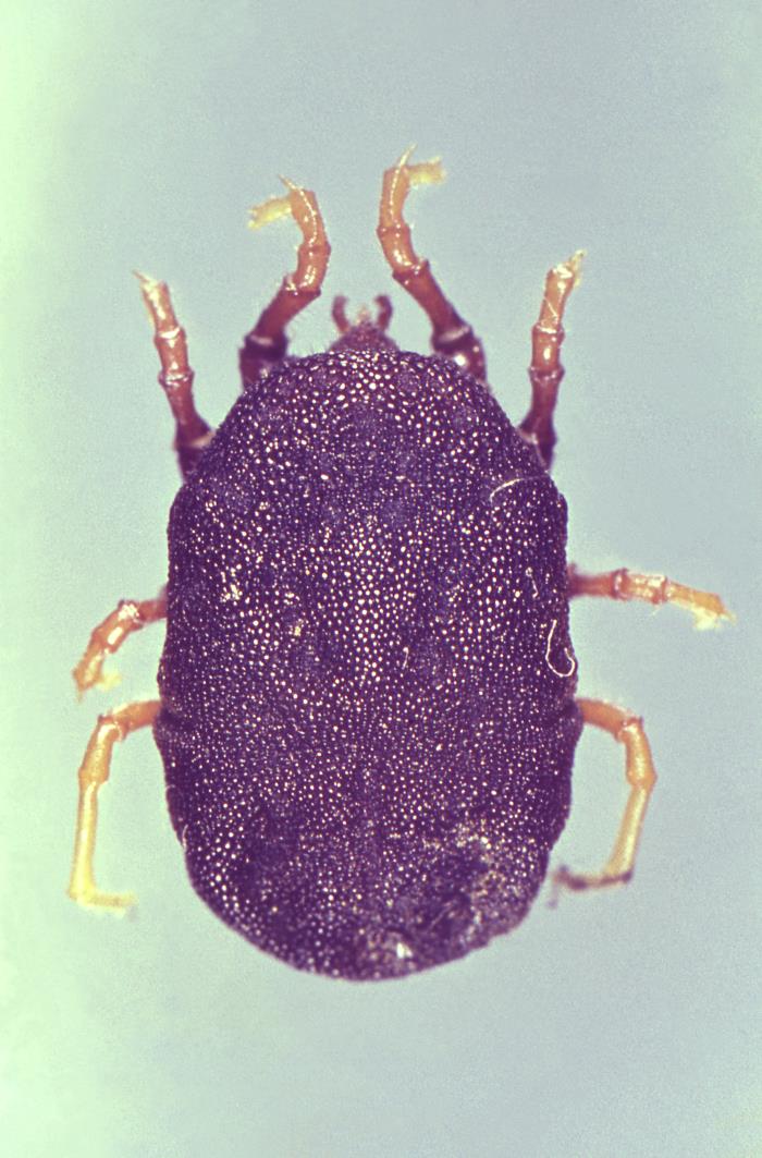 Ornithodoros moubata CDC Public Health Image Library (PHIL).