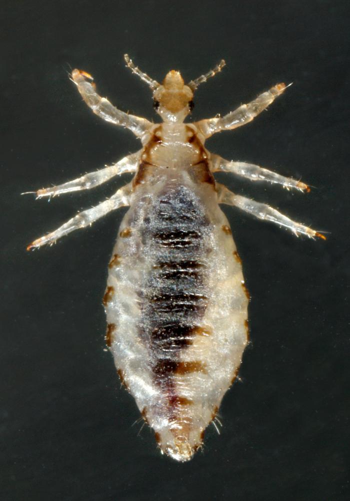 Pediculus humanus corporis. CDC Public Health Image Library (PHIL).