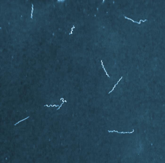 Borrelia mayonii. CDC Public Health Image Library (PHIL). 