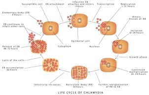 Ciclo biológico de Chlamydia spp.