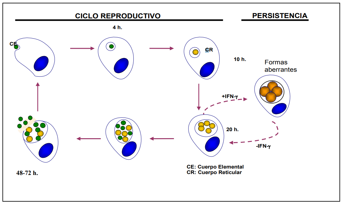 Ciclo biológico de Chlamydia. Sociedad Española de Enfermedades Infecciosas y Microbiología clínica (seimc)