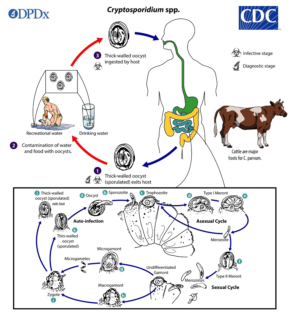 Ciclo de vida de Cryptosporidium spp. DPDx - Laboratory Identification of Parasitic Diseases of Public Health Concern.