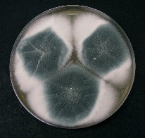 Cultivo de Aspergillus fumigatus de Dr. David Midgley