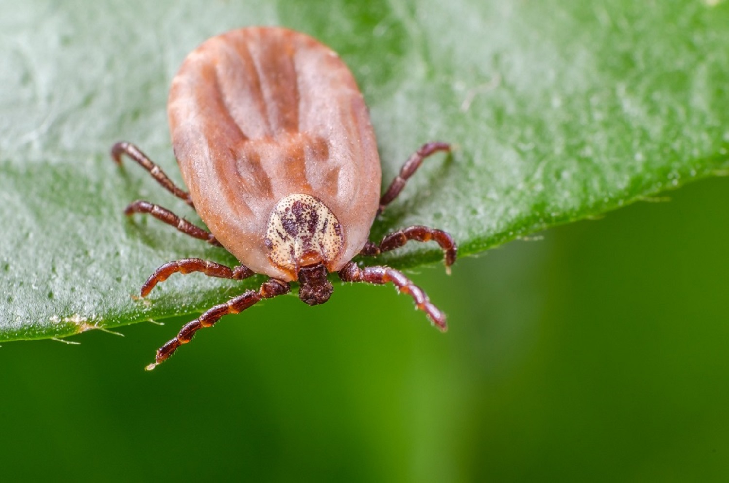 Imagen de otros seres vivos