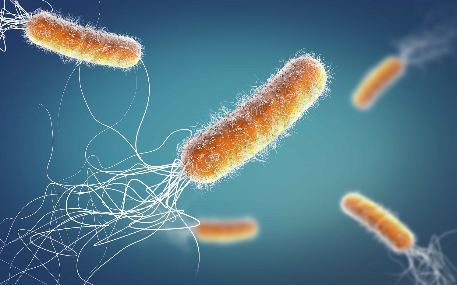 Imagen de unas bacterias