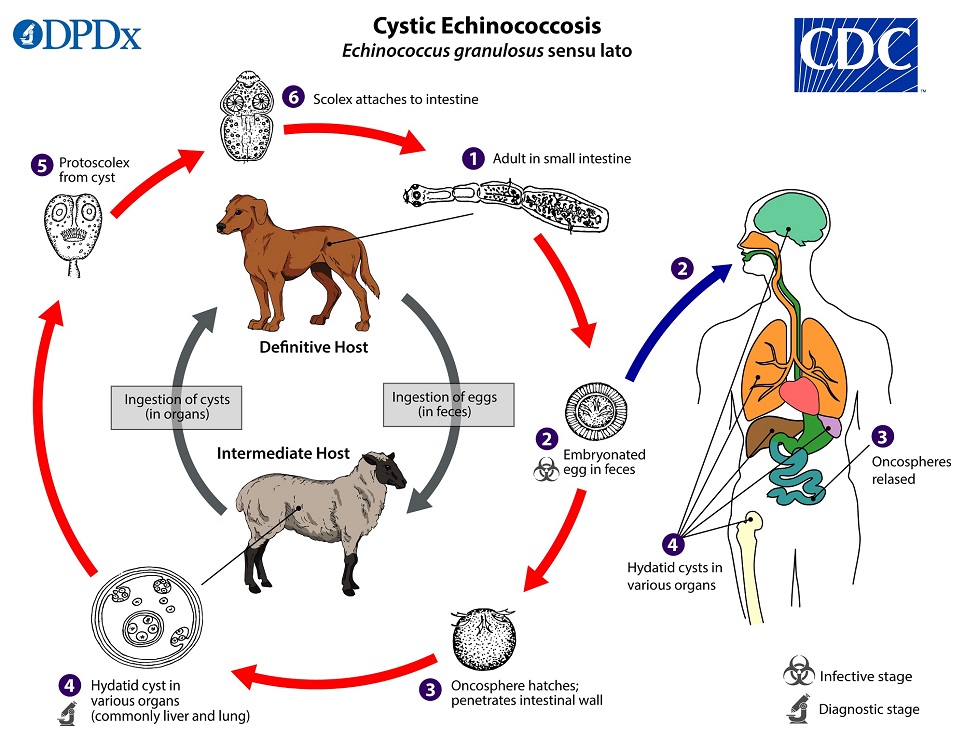 Ciclo de vida de E. granulosus. CDC Public Health Image Library (PHIL).