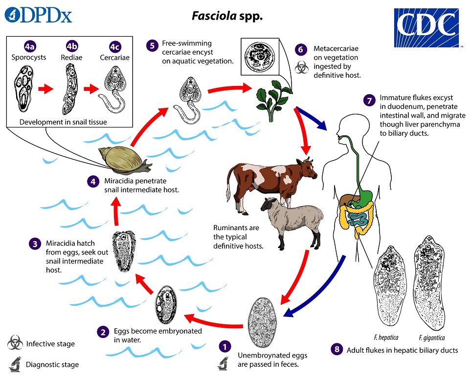 Ciclo de vida de Fasciola spp. CDC Public Health Image Library (PHIL).