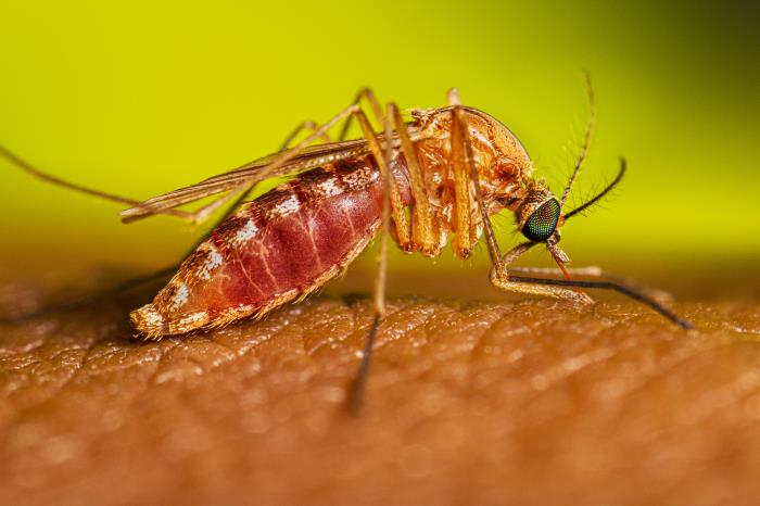 Mosquito del género Culex. CDC Public Health Image Library (PHIL).