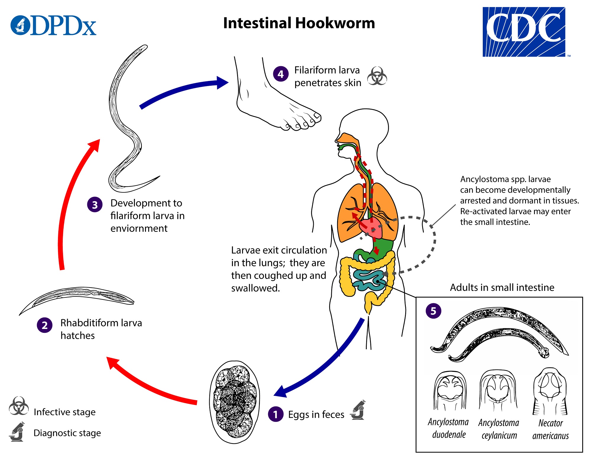 Ciclo de vida de Ancylostoma spp. DPDx - Laboratory Identification of Parasites of Public Health Concern.