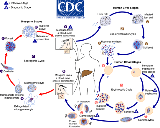 Ciclo de vida de Plasmodium spp. CDC Public Health Image Library (PHIL).