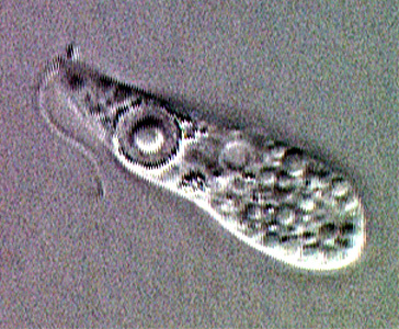 Trofozoíto flagelado de Naegleria fowleri DPDx - Laboratory Identification of Parasitic Diseases of Public Health Concern