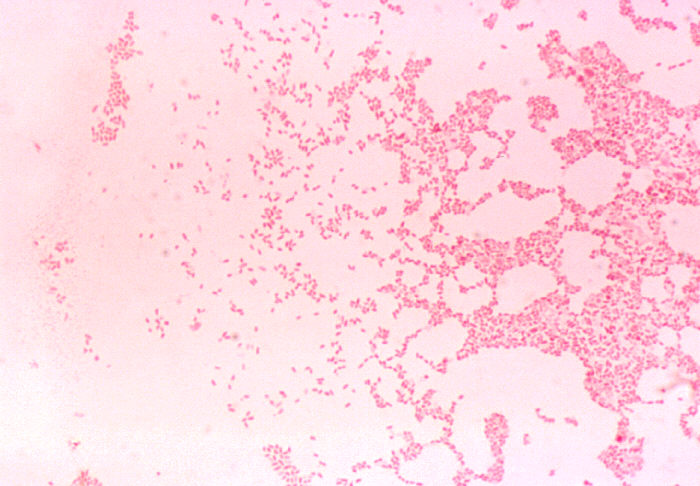 Cocobacilos de Brucella melitensis. CDC Public Health Image Library (PHIL).