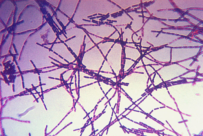 Bacillus anthracis. CDC Public Health Image Library (PHIL).