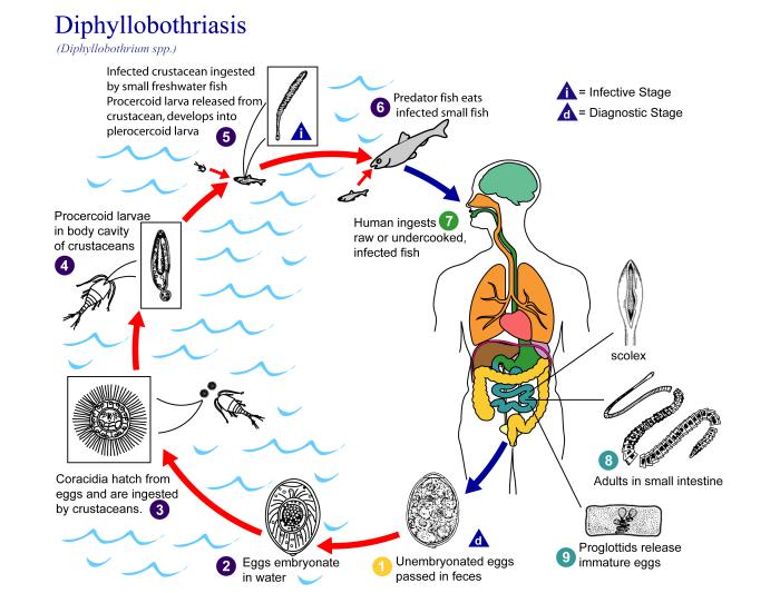 Ciclo de vida de Diphyllobothrium spp. CDC Public Health Image Library (PHIL).