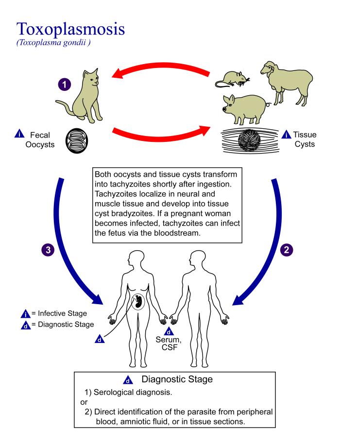 Ciclo de vida de Toxoplasma gondii. CDC Public Health Image Library (PHIL).